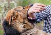 Vụ chó cắn chết người ở Long An: Đã cấu thành tội vô ý làm chết người?